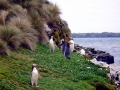 Yellow-eyed Penguin