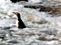 Yellow-eyed Penguin