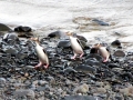 Yellow-eyed Penguin