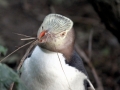 Yellow-eyed Penguin