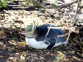 Yellow-eyed Penguin