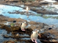 Yellow-eyed Penguin