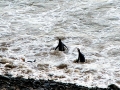 Yellow-eyed Penguin