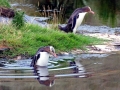 Yellow-eyed Penguin