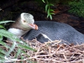 Yellow-eyed Penguin