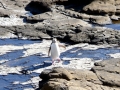 Yellow-eyed Penguin