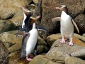 Yellow-eyed Penguin