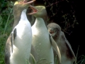 Yellow-eyed Penguin