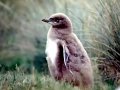 Yellow-eyed Penguin