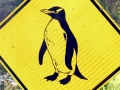 Yellow-eyed Penguin