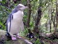 Yellow-eyed Penguin