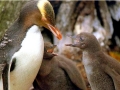 Yellow-eyed Penguin