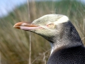 Yellow-eyed Penguin