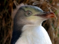Yellow-eyed Penguin