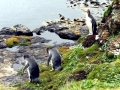 Yellow-eyed Penguin