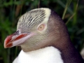 Yellow-eyed Penguin