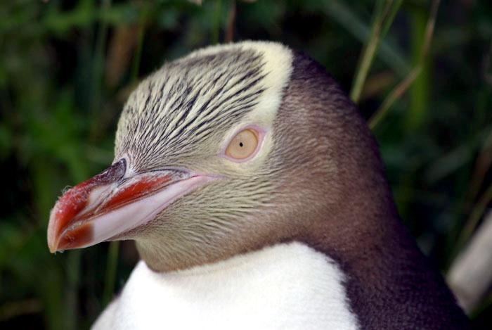 Yellow-eyed Penguin