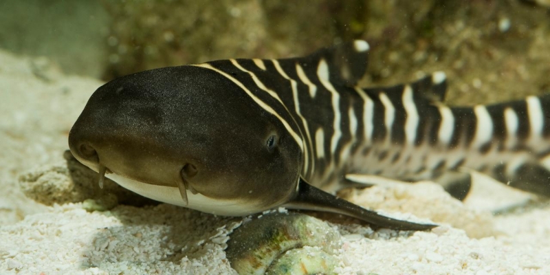 Zebra Shark – "OCEAN TREASURES" Memorial Library