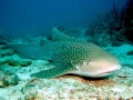 Zebra Shark