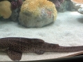 Zebra Shark
