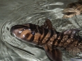 Zebra Shark