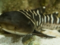 Zebra Shark