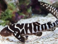 Zebra Shark