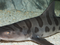 Zebra Shark