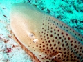 Zebra Shark