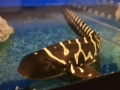 Zebra Shark