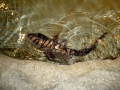 Zebra Shark