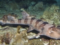 Zebra Shark