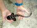 Zebra Shark