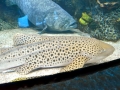 Zebra Shark