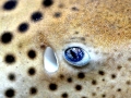 Zebra Shark