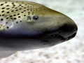 Zebra Shark