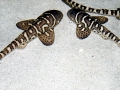 Zebra Shark