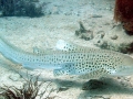 Zebra Shark