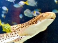 Zebra Shark