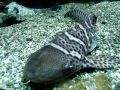 Zebra Shark