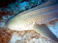 Zebra Shark