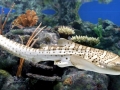 Zebra Shark