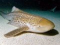 Zebra Shark