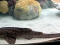 Zebra Shark