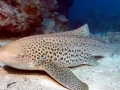 Zebra Shark