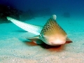 Zebra Shark