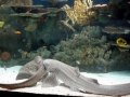 Zebra Shark