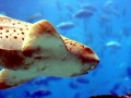Zebra Shark