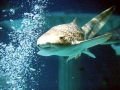 Zebra Shark