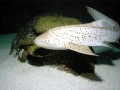 Zebra Shark